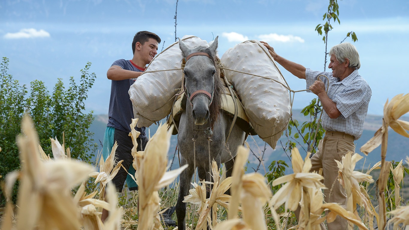 Dierlijke arbeid speelt nog steeds een belangrijke rol in de agrarische sector van Albanië