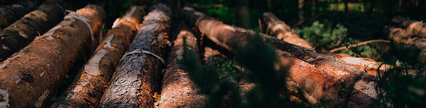 Logs by the roadside