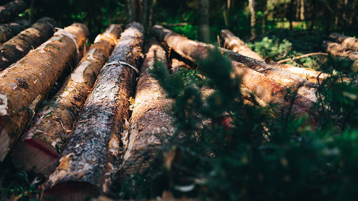 Rondins dans une forêt