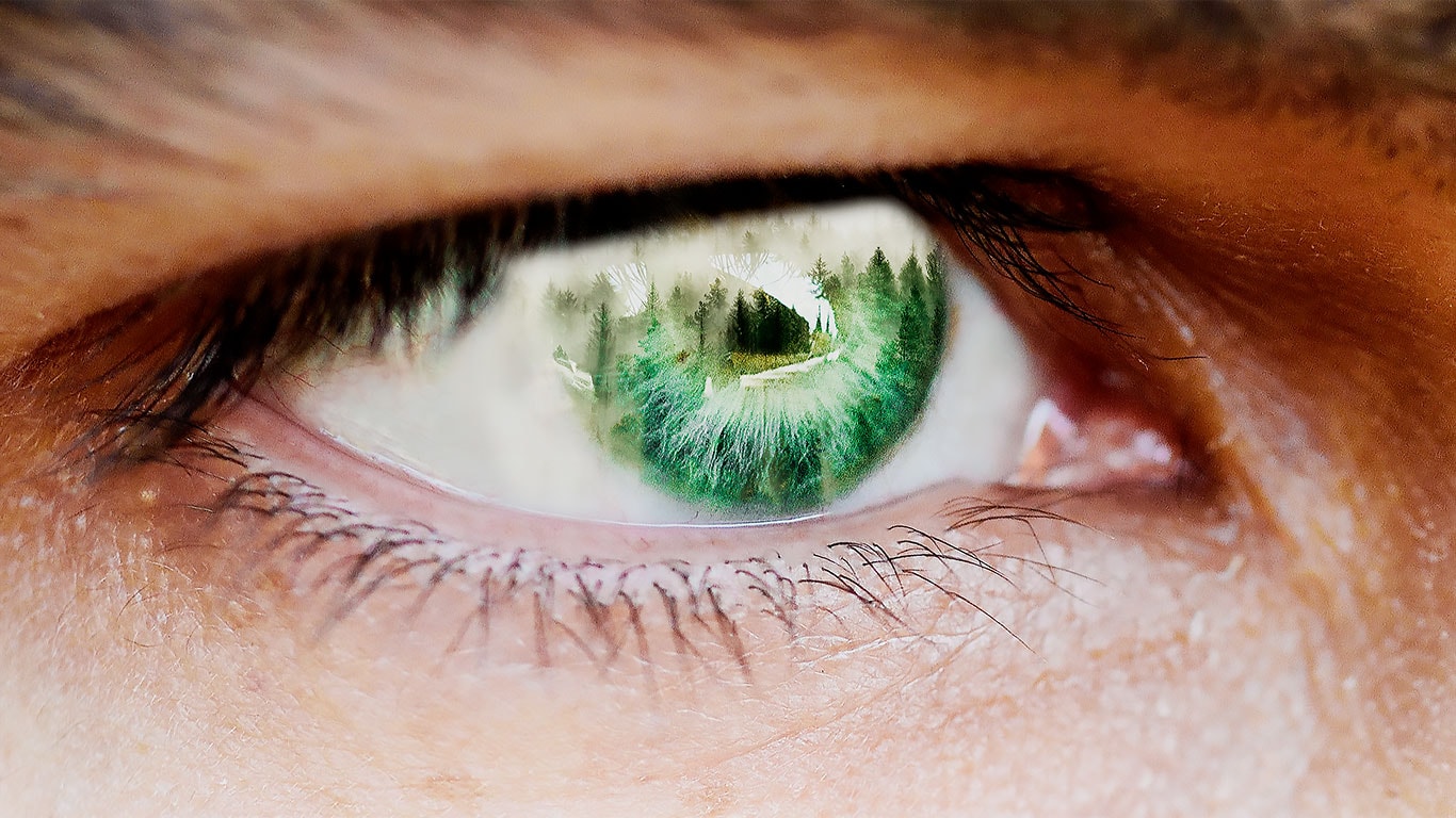 Garder un oeil sur la forêt