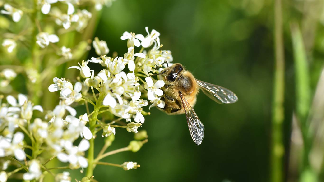 Comment aider les abeilles à votre échelle