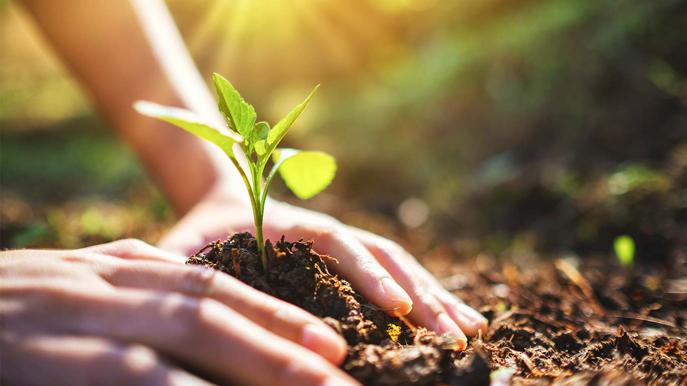 Un arbre pour la vie : comment le choisir et le planter